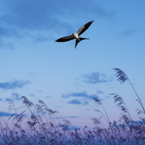 /content/dam/usbank/images/wealth_management/ascent/photo-bird-blue-sky-470x470.jpg