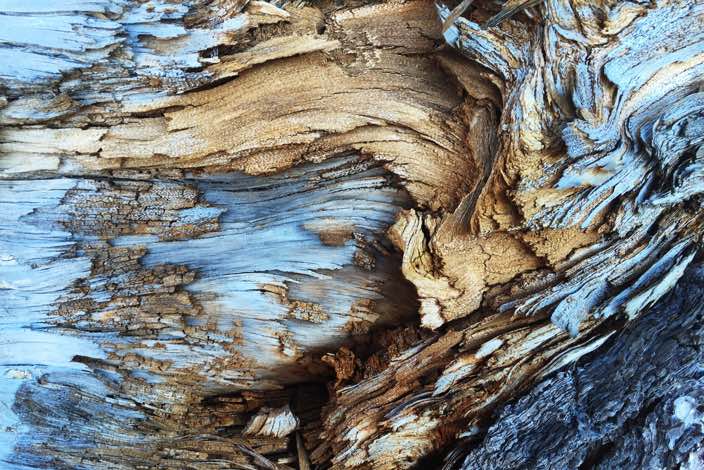 Abstract bark